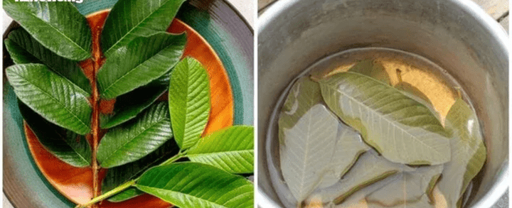 7 Amazing Health Benefits Of Drinking Boiled Guava Leaves