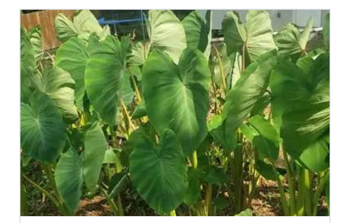 ATTENTION ! ! 6 Serious Health Problems That Can Be Managed By Cocoyam Leaves- Don’t Overlook Number 5 – HEARD VOICE NEWS ONLINE