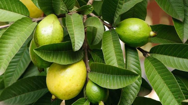 Benefits Of Boiling Guava Leaves And Drinking The Water You Need To Know