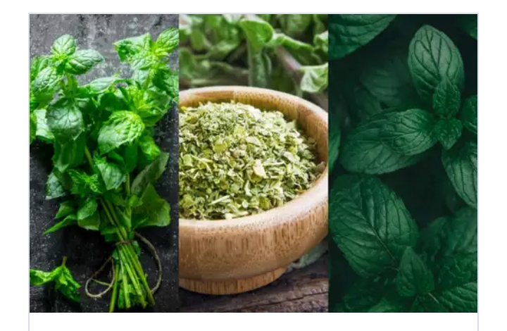 HEALTH Tips  Herbs Are Very Important, See 4 Benefits Of Boiling And Drinking These 3 Leaves – HEARD VOICE NEWS ONLINE