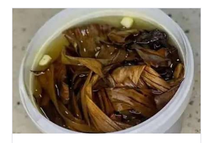 If You Have These 4 DANGEROUS Diseases; SOAK Dry PLANTAIN Leaves For 48Hours And Drink The Water – HEARD VOICE NEWS ONLINE