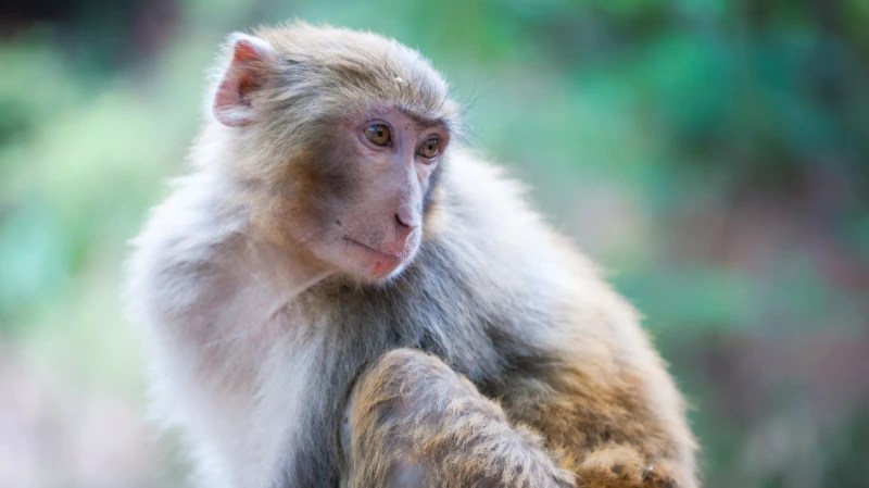 Police are on the hunt for 43 monkeys who escaped from a research facility – HEARD VOICE NEWS ONLINE