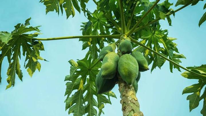 Reasons Why You Should Boil Pawpaw Leaves And Drink The Water Regularly In Moderation