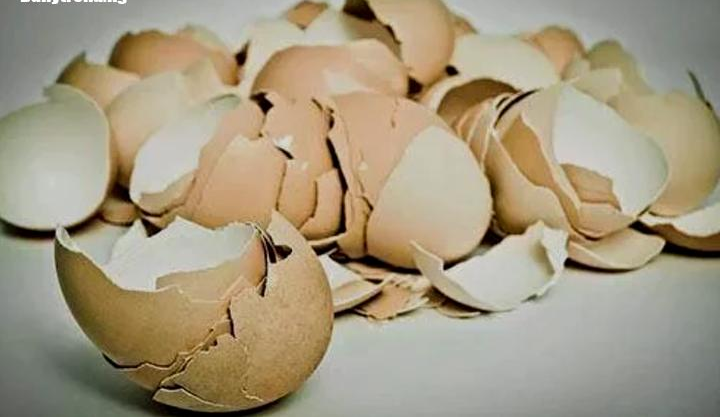 Stop Disposing Egg Shells You Can Eat Them To Prevent These Diseases